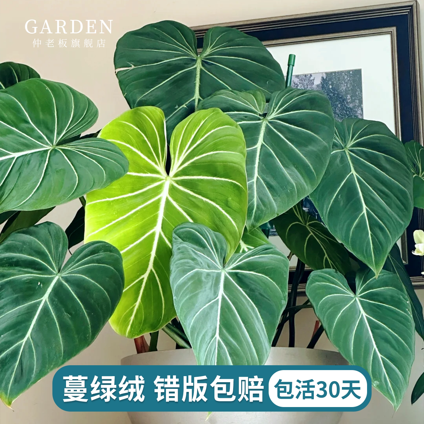蔓绿绒麦克道尔橙柄观叶绿植室内盆栽阳台办公桌好养常绿网红热植