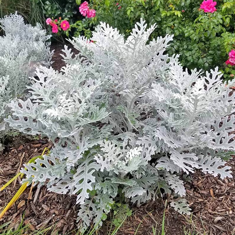 银叶菊盆栽花镜造景银色系耐寒