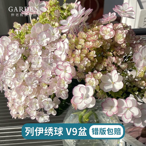 列伊绣球花苗盆栽花卉植物室内