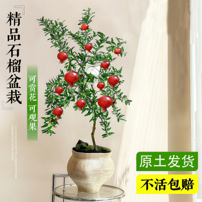 石榴花盆栽观赏果树庭院植物
