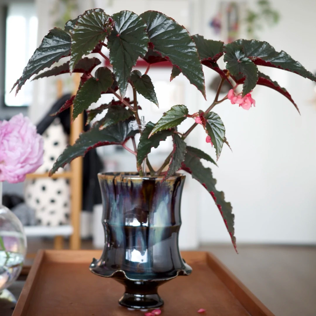 阿拉伯日落蟆叶秋海棠  室内网红盆栽白蜗牛火烈鸟高端观叶植物