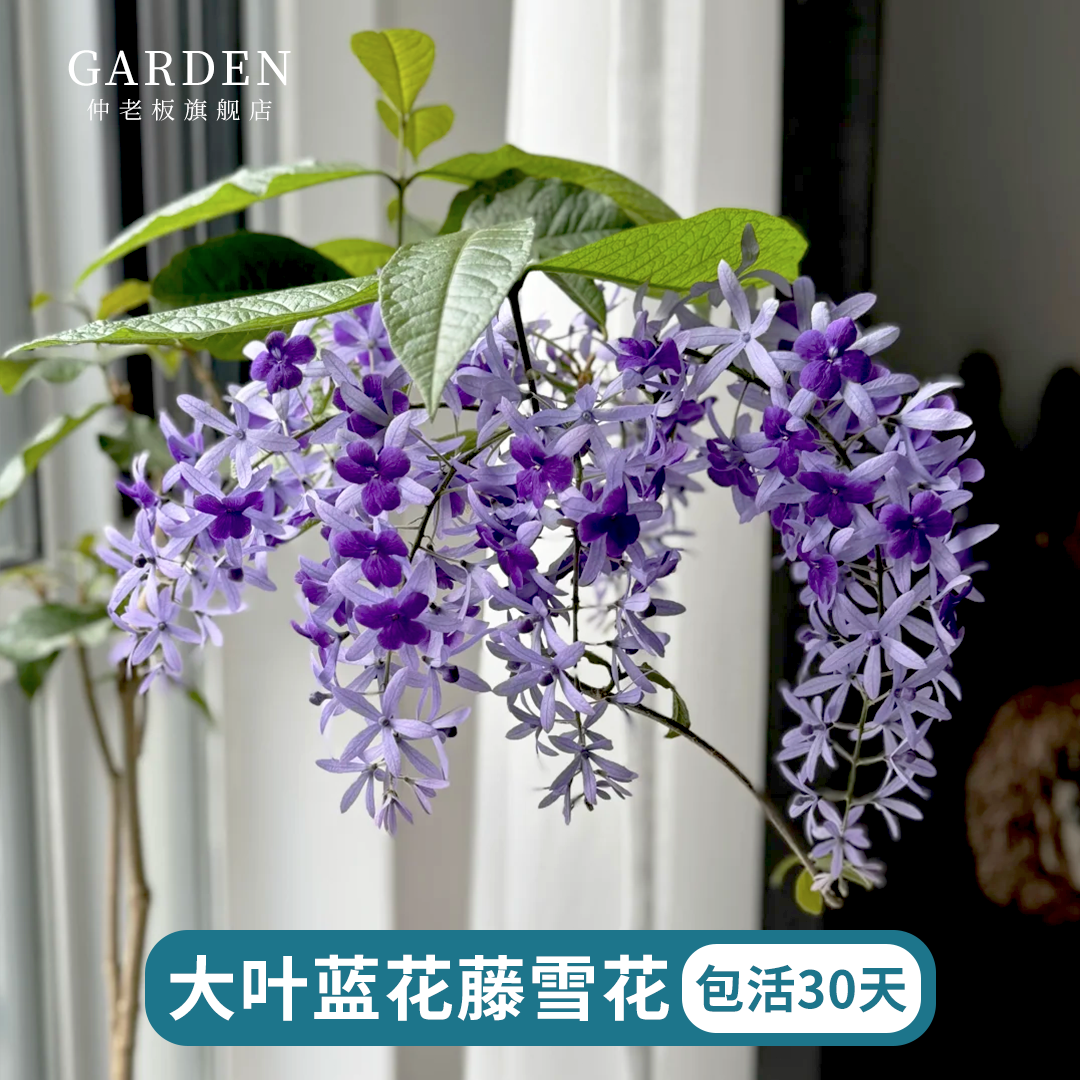 蓝花藤大叶泰国兰花藤花苗爬藤植物阳台植物许愿藤盆栽爆花紫霞花,鲜花速递/花卉仿真/绿植园艺,藤本/攀援植物,淘宝优惠券,粉丝福利购,淘宝优惠卷