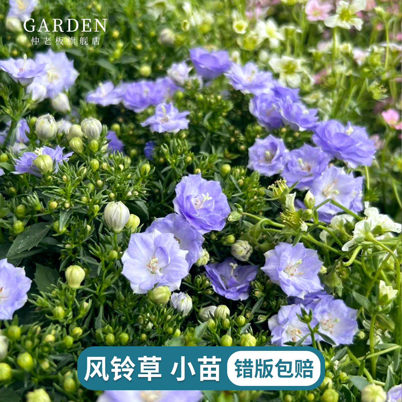 风铃草丹麦重瓣垂吊加尔加诺山峰梦露托斯卡纳摇摆风铃四季勤花