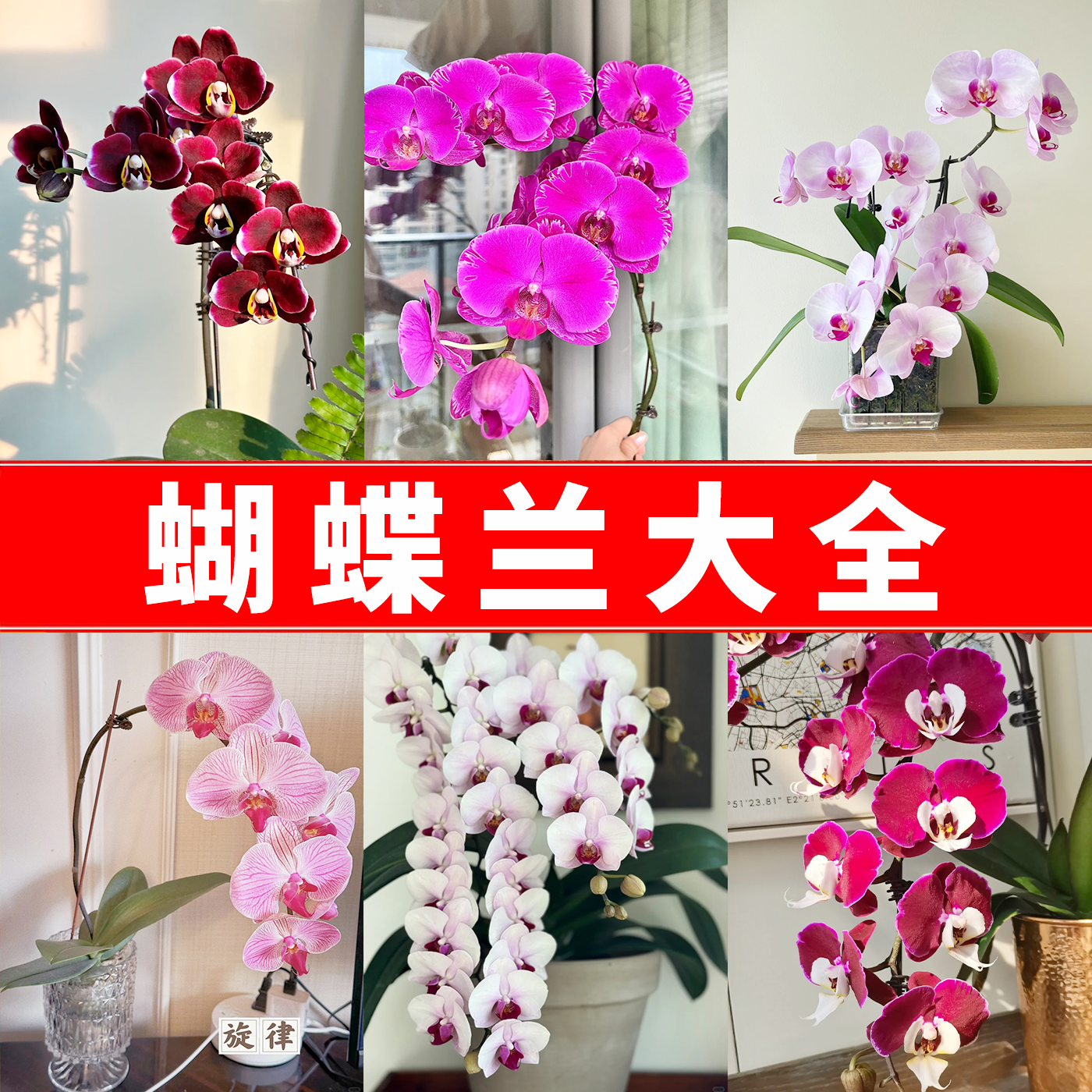 蝴蝶兰花苗盆栽兰花大苗年宵花客厅室内植物花卉绿植四季好养活