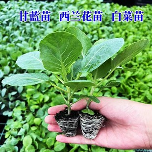西蘭花苗花菜苗綠甘藍包秧苗蔬菜苗西藍花秧苗秋冬陽臺盆栽種子苗