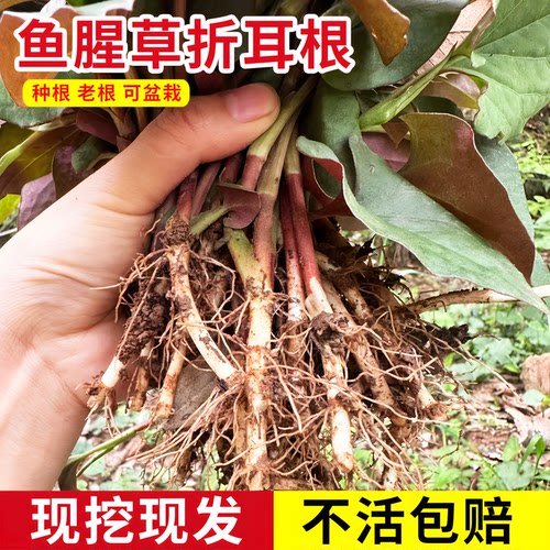 新鲜鱼腥草种根苗现挖折耳种植根