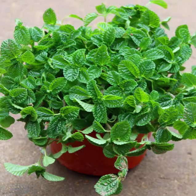 吸毒草盆栽驱蚊可食用柠檬薄荷叶