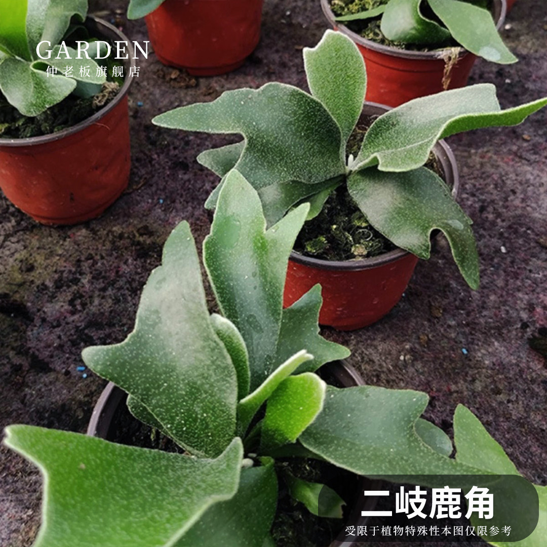 二岐鹿角蕨类植物附生女王象耳鹿角蕨绿植室内壁挂盆栽耐阴易养