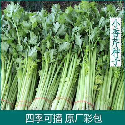 四季小香芹种子种籽苗秧香芹菜