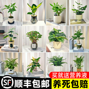 绿植室内盆栽绿萝箩发财树花卉办公室桌面小植物土培水培好养易活