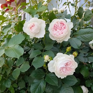 克里斯蒂娜公爵夫人月季尘世天使玫瑰可藤可灌耐病直立开花仙