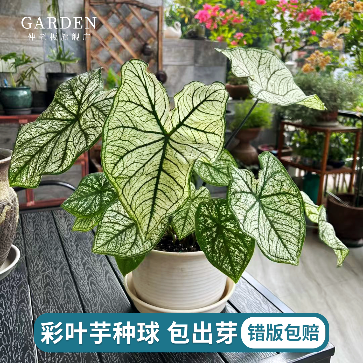 彩叶芋种球白色恋人粉色飞溅植物图片