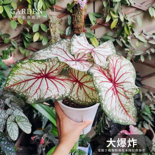 彩叶芋盆栽大球观叶植物好养活