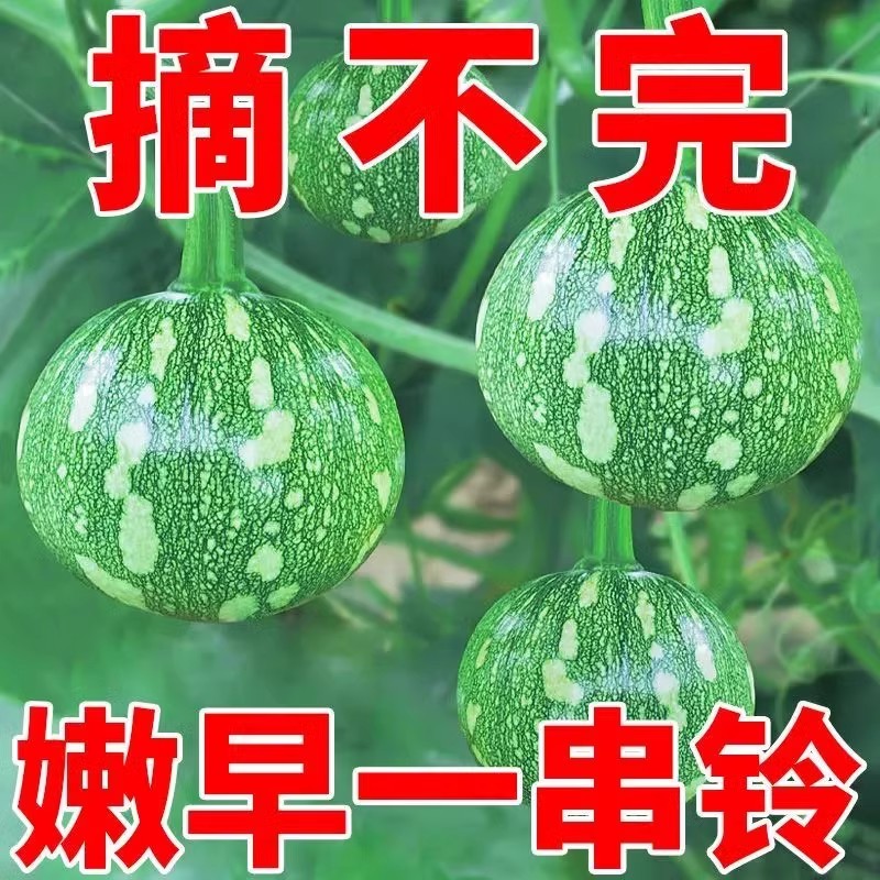 嫩早一串铃南瓜种子早熟小南瓜