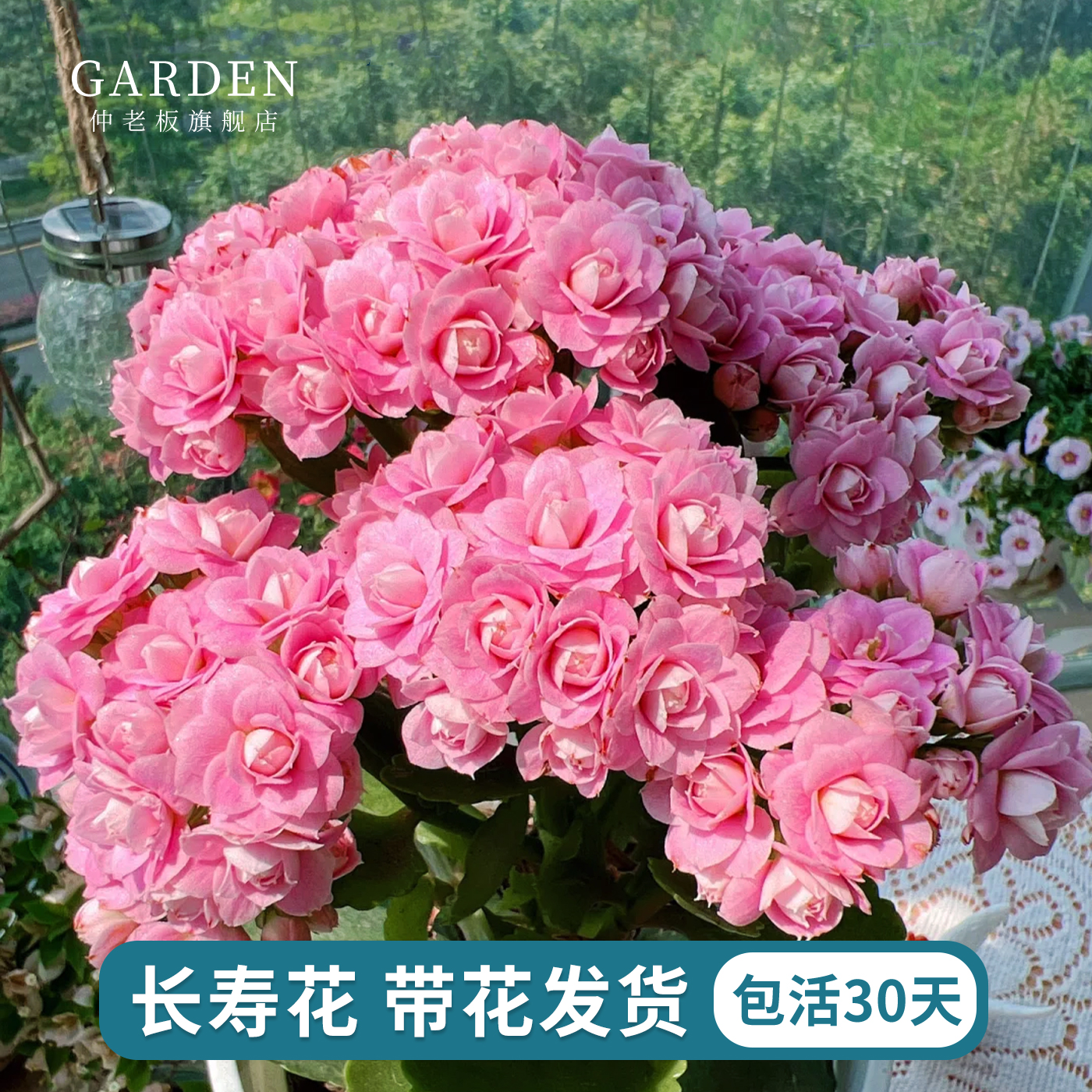 寿花盆栽好养开花重瓣大花带花苞