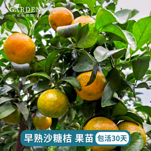 早熟砂糖橘树苗沙糖桔子苗地栽盆栽南北方种植嫁接果树苗柑橘树苗