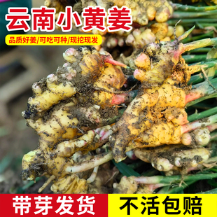 云南小黄姜种正宗老品种现挖带芽生姜老姜大姜秧苗洋姜姜苗秧种植