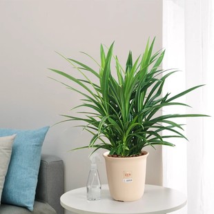 香兰叶斑斓叶盆栽新鲜可食用植物东南亚风味糕点甜点香料净化空气