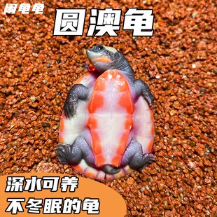 圆澳龟圆澳侧颈龟西非侧颈龟圆澳苗鱼缸深K水龟吃鱼屎鱼粪乌龟活