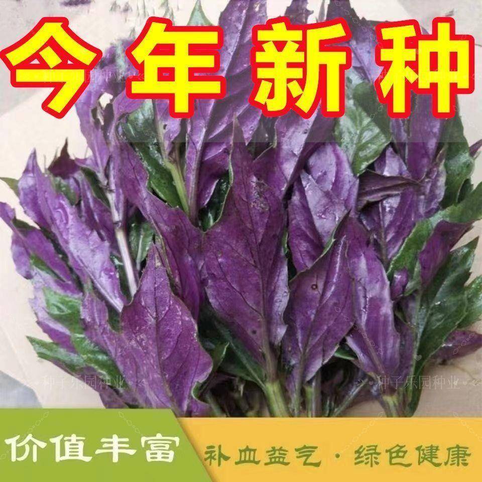 天然补血紫背菜种子气浓香郁红背菜天魁种子营养丰富特色蔬菜种子