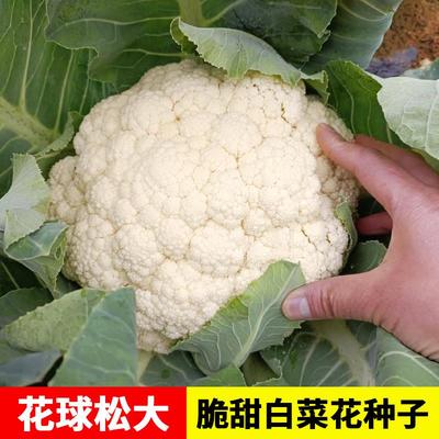 松花菜种子梗花椰菜白花菜有机紫花菜种籽大全青秋季蔬菜孑菜南方