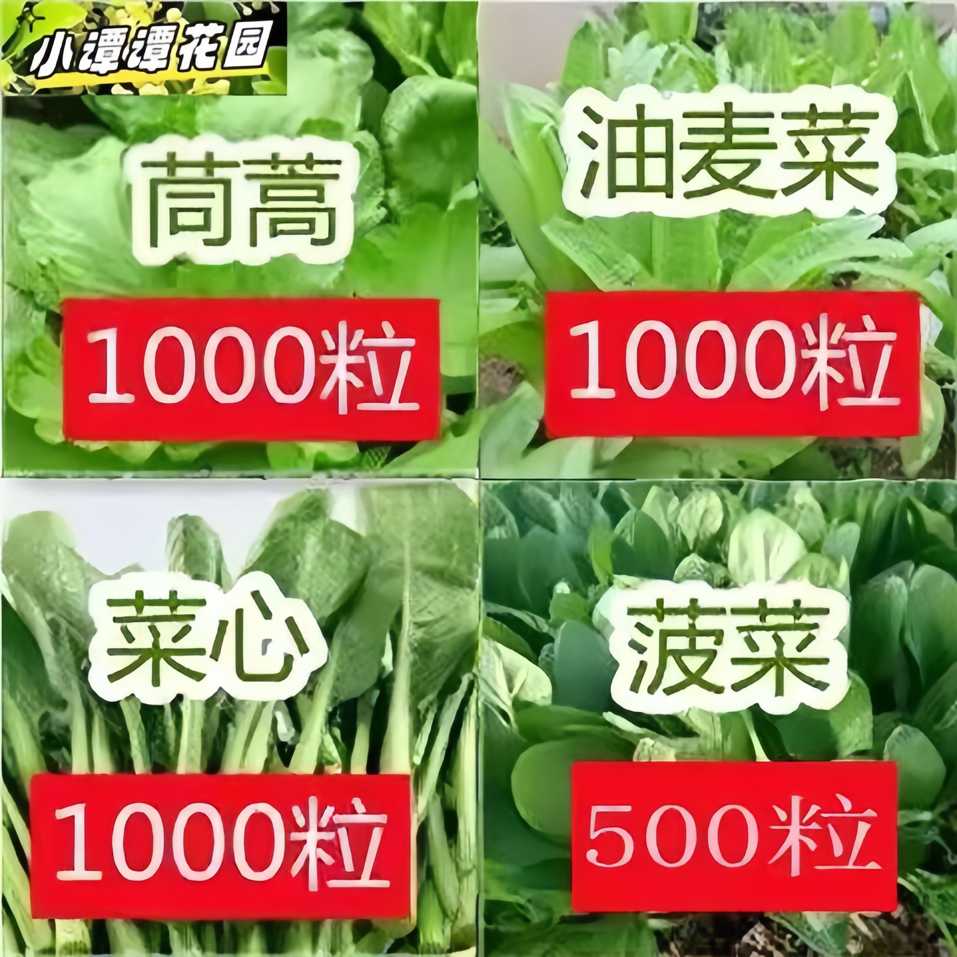 蔬菜种秋叶菜四香茄大葱季椒大叶菠菜大小叶菠菜香播盆大叶菠菜栽