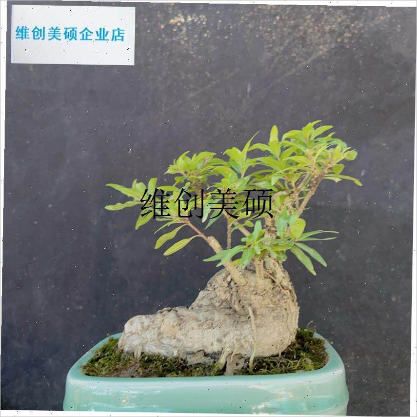 l室内室外掌中宝l一手托榔榆白蜡石榴棠梨火棘盆景素材大全