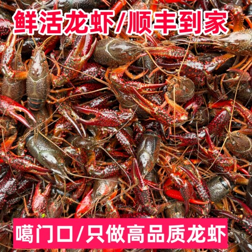 【5斤】鲜活小龙虾新鲜活虾