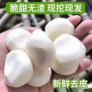 去皮马蹄荸荠新鲜大果开袋即食清脆爽口脆甜蔬菜水果新鲜现挖现发