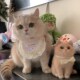 新品 饰品领结 猫咪围脖猫猫口水巾可爱围巾宠物H狗狗围兜公主风装