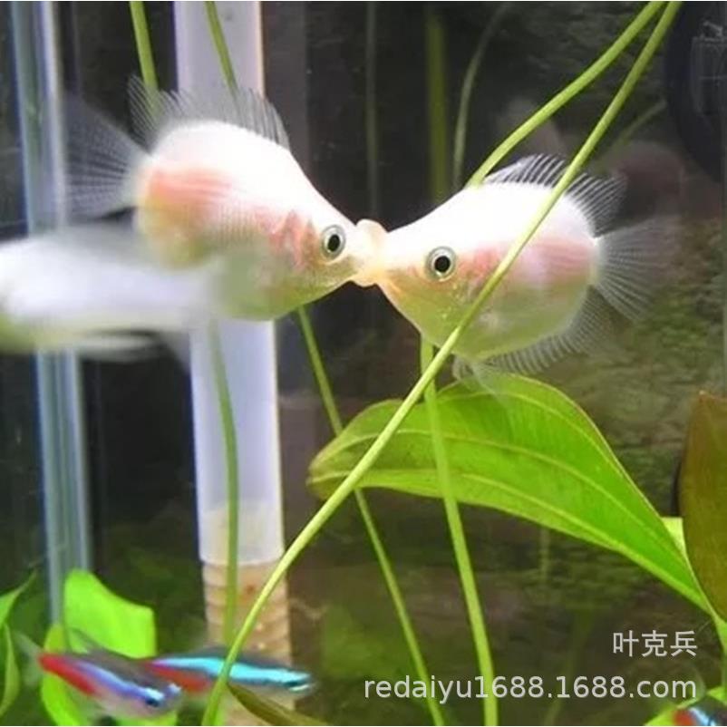 接吻鱼 亲嘴鱼kiss鱼 吻鱼 桃花鱼小型鱼