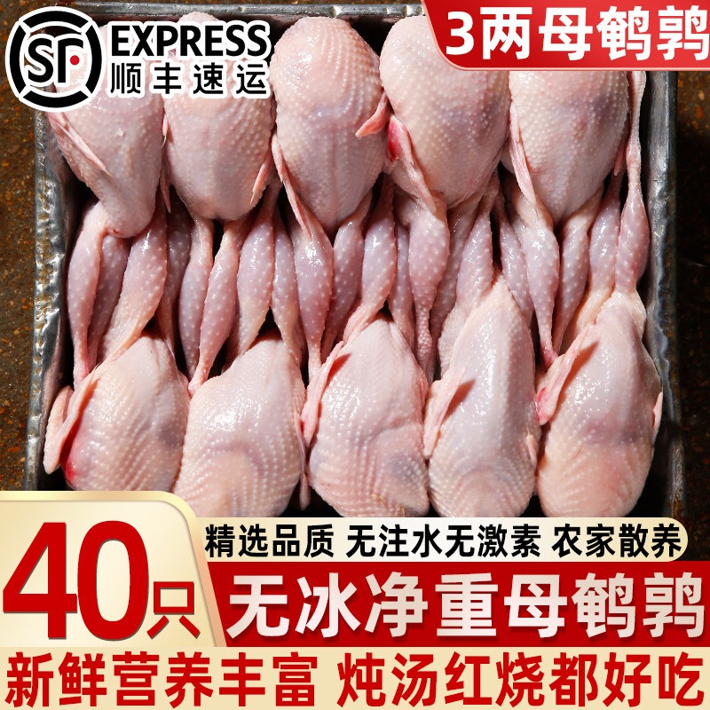 现杀新鲜散养特大母鹌鹑40只