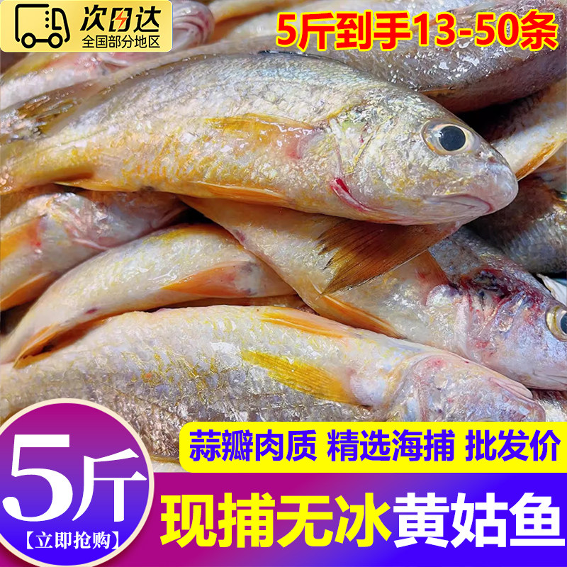 黄姑鱼新鲜冷冻大号黄姑子鲜活小黄姑鱼春子鱼海鲜水产商用顺丰