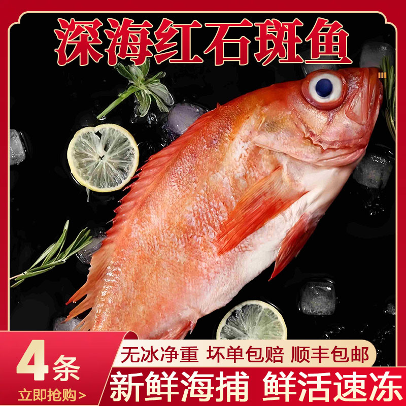 红石斑鱼鲜活冷冻海鱼大鱼新鲜超大条红鱼龙胆富贵鱼海鲜水产包邮