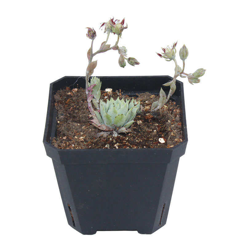 绿植花卉多肉盆栽种植简约加厚塑料花盆正方形黑白彩色款地面叶插