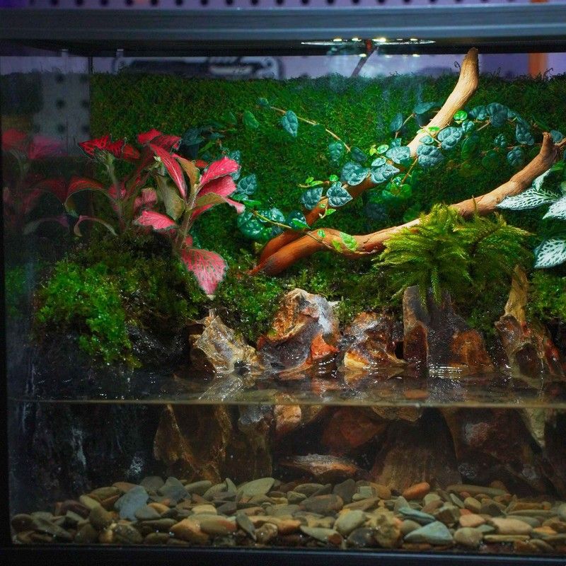 成品创意苔藓微景观生态瓶桌面鱼缸造景办公室懒人真绿植雨林缸图片