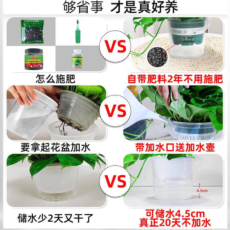 顺丰发货牵鲜绿萝盆栽室内植物吸甲醛绿箩长藤大叶除甲醛绿植绿罗