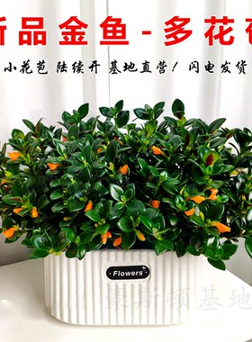 春季新品金鱼吊兰盆栽带花苞室内外四季开好花卉阳台懒人植物好养