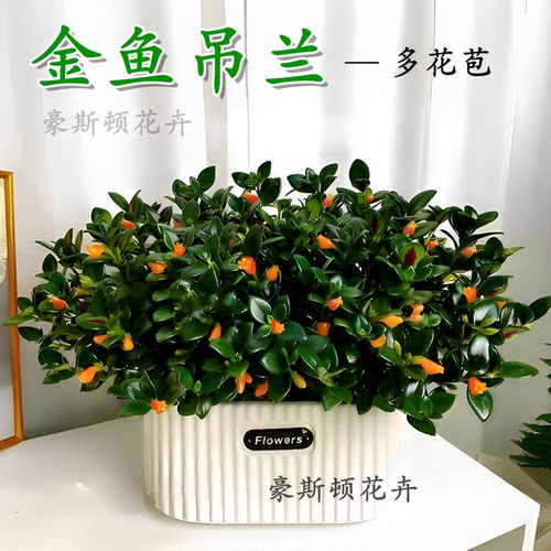 春季热卖金鱼吊兰雅雯盆多花苞盆栽花期长室内外好养植物