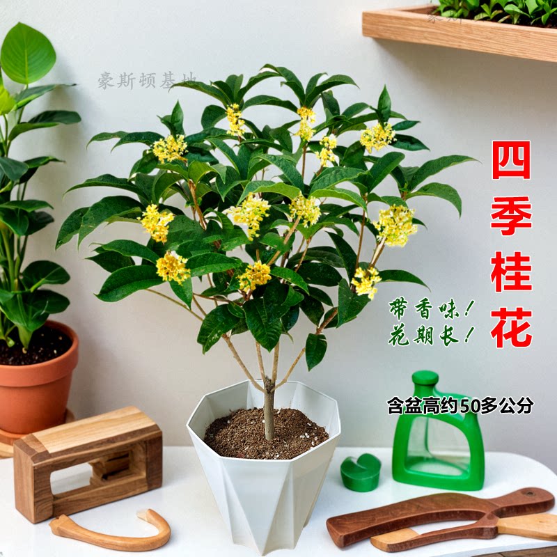 四季桂花钻石盆花开四季浓香型植物阳台绿植庭院植物室内外好养
