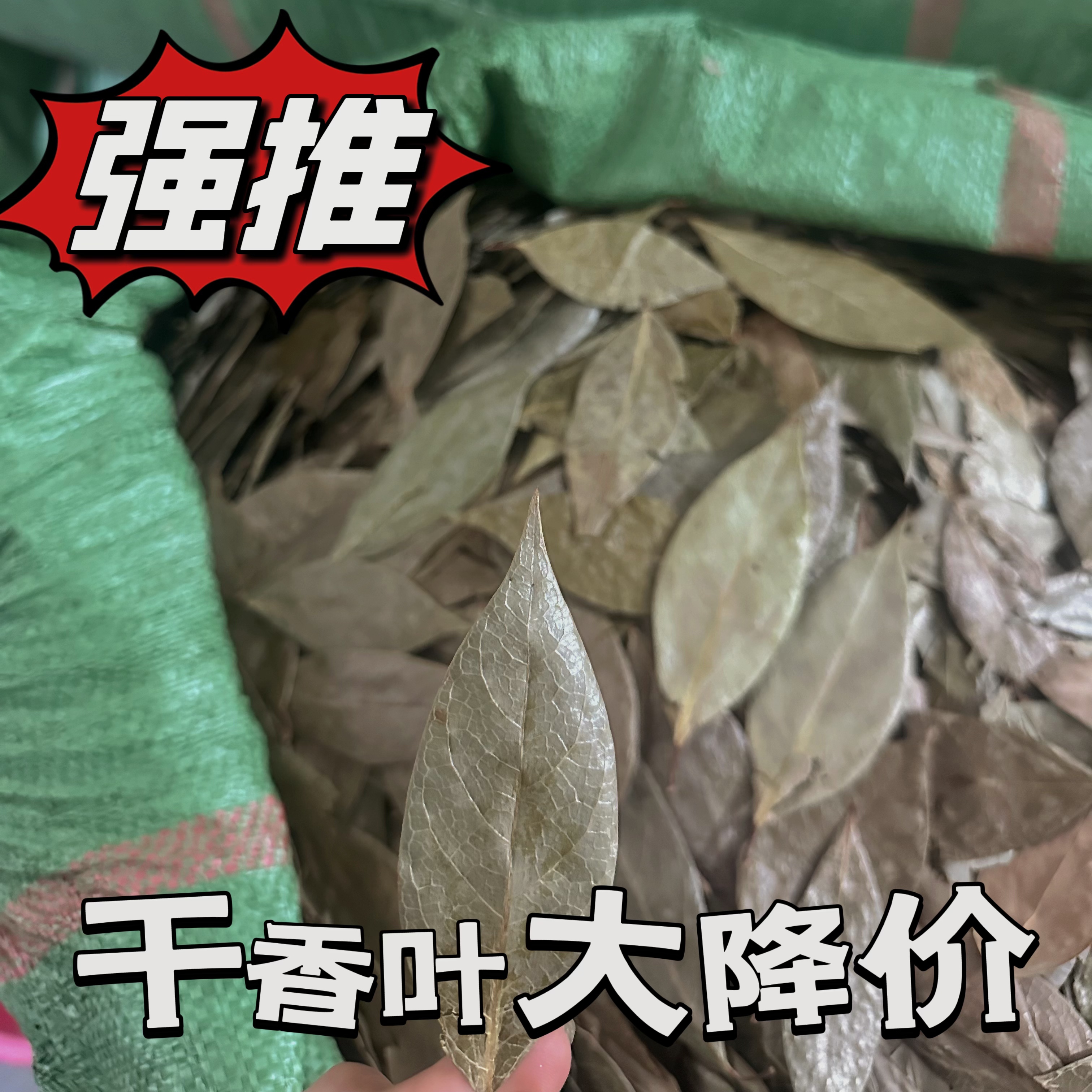 香叶精选正宗广西香叶月桂叶香叶粉香料调味料卤水炖肉