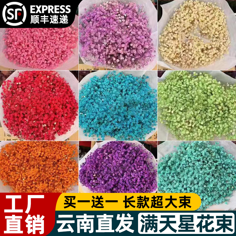 满天星干花花束精选云南直发鲜花真花室内装饰摆件插超大束