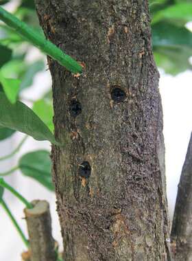 饰工厂销仿DOI真榕树假室内外中大型直装假树树酒店商场大厅展览