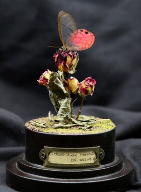 【玫瑰】玫瑰水晶眼蝶蝴蝶标本微景观玻璃罩摆件收藏品女生礼物