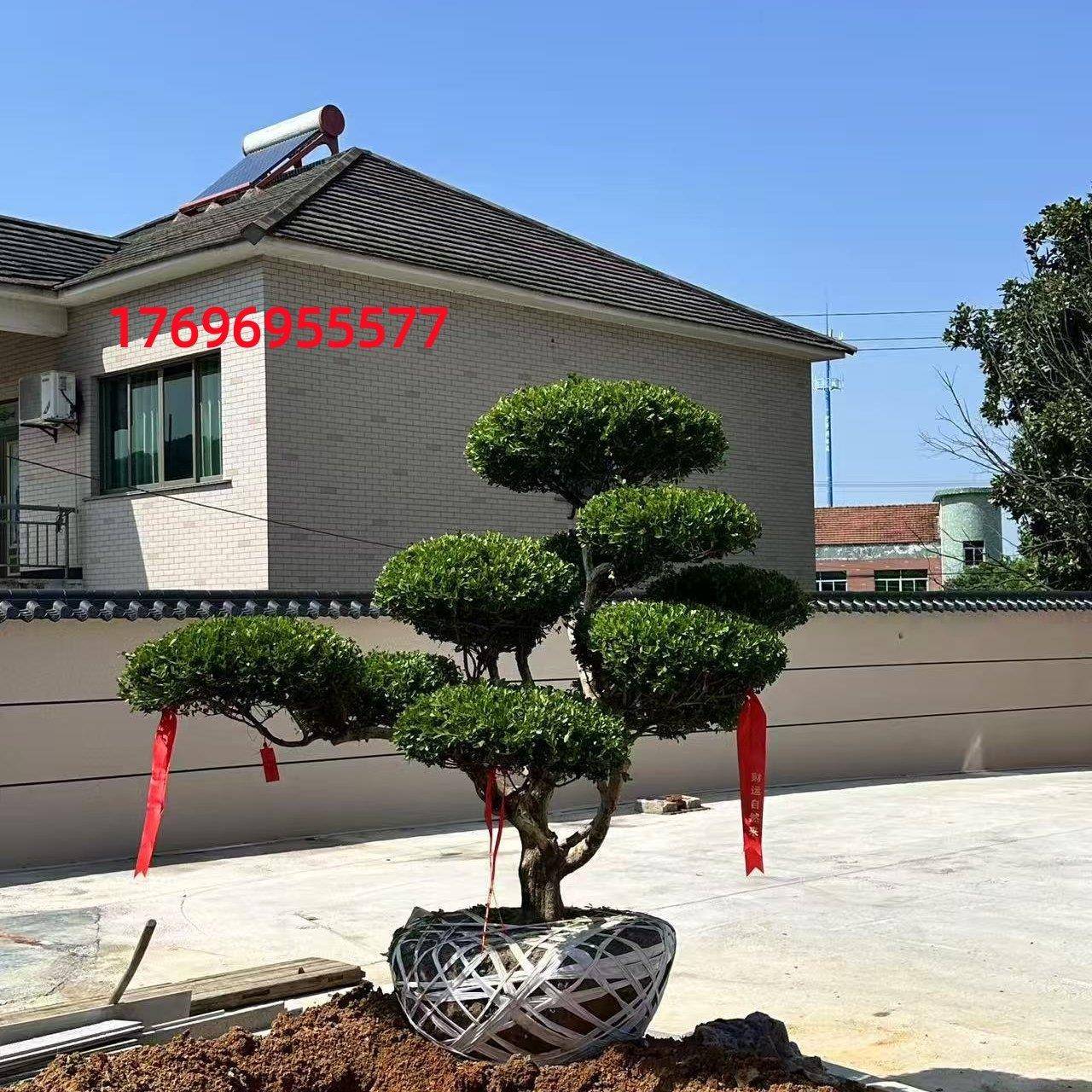小叶黄杨树苗庭院别墅造型黄杨树绿化黄杨盆景树四季常青