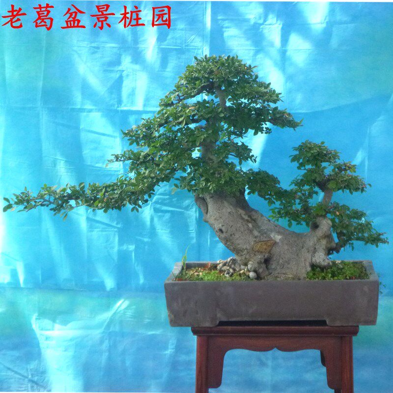 中大型小叶榆树盆景树桩实物一物一拍 庭院榔榆老桩