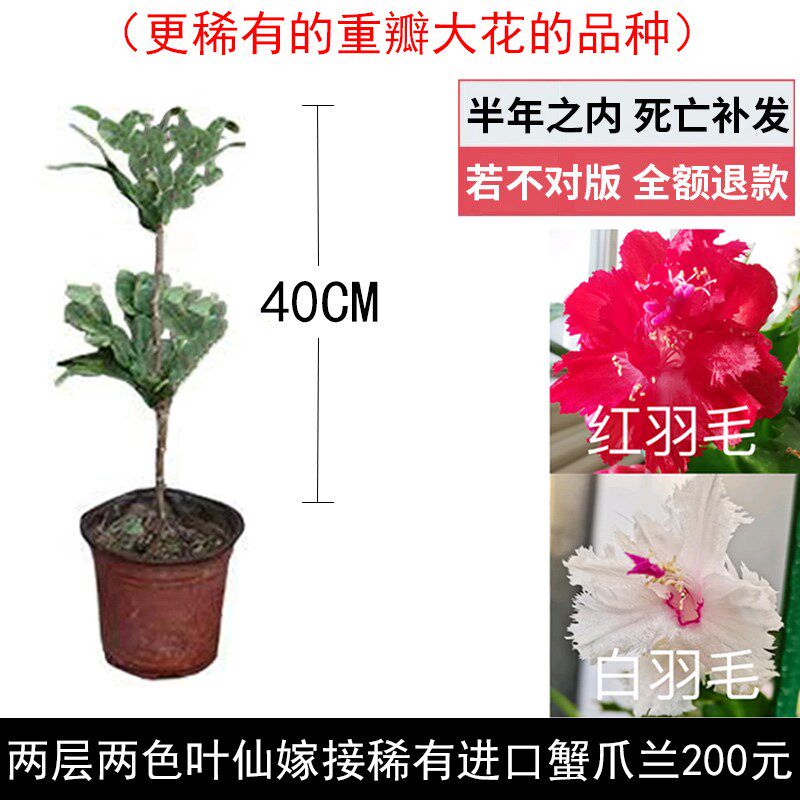 叶仙嫁接蟹爪兰稀有进口多层指成品假昙花螃蟹爪莲多色木麒麟仙人