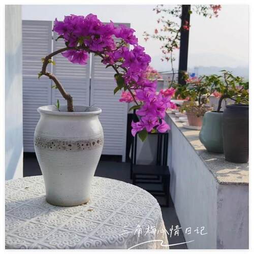 三角梅花盆陶瓷适合种老桩飘枝的专用复古手工土陶粗陶紫砂兰花2