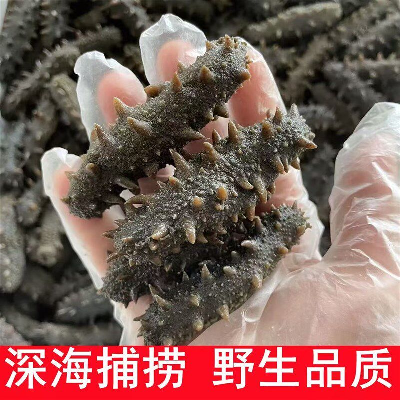 半干海参拉缸盐海参野生刺参长岛辽参鲜活非即食海参淡干海参