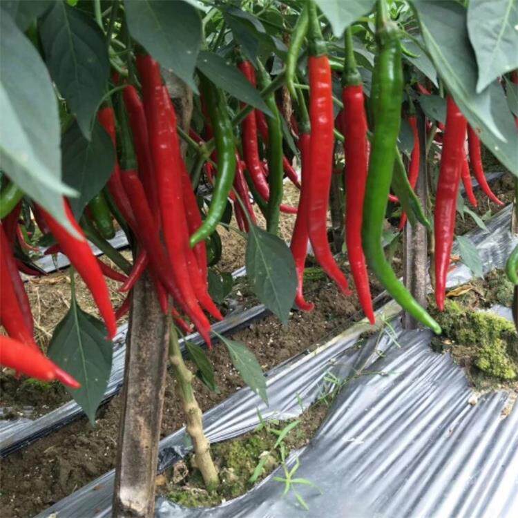 农用地膜玉米果树葡萄辣椒种植银黑银灰反光除草除蚜虫耐老化微膜